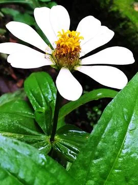 Flowers themes Stock Photos