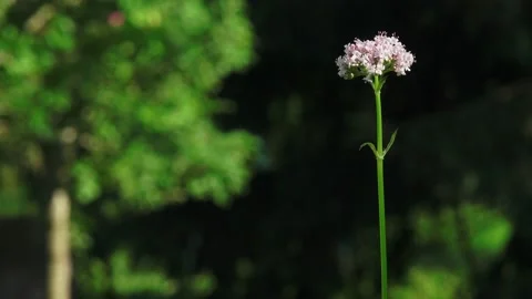 Flowers on a thin stem zoom out zoom in Video stock 133423607