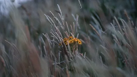 Flowers through gras blowing in the wind Stock Footage 204975810