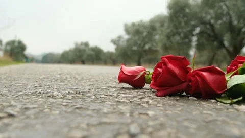 Flowers thrown on the ground, fa01 Stock Footage 277880772