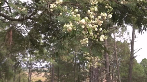 Flowers tilt down to marrying couple Stock Footage 157498945