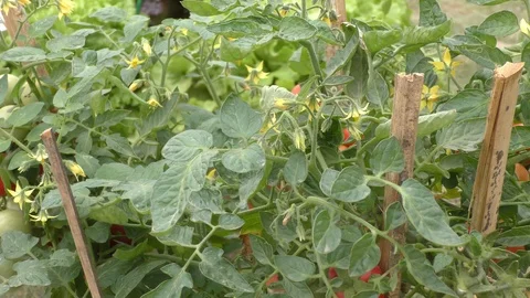 Flowers on tomato plant which will have fruit on it Stock Footage 126768896