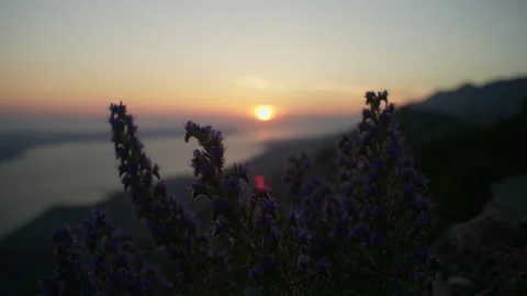 Flowers on top of a mountain with a beautiful view during sunset in Croatia Stock Footage 281687053