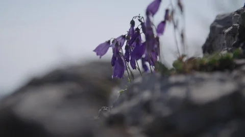 Flowers on top of the mountain Stock Footage 76189378