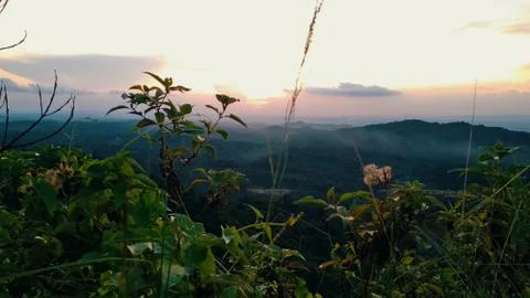 Flowers on the top of mountain Stock Photos