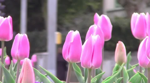 Flowers in town Stock Footage 34363456