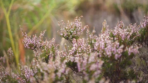 Flowers tracking shot, Peak District U.K during the summer. Stock-Footage 107784848