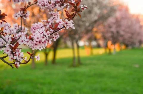 Flowers on a tree branch. the concept of spring. plum pissardi. spring gree.. Stock Photos