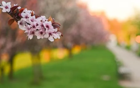 Flowers on a tree branch. the concept of spring. Stock Photos