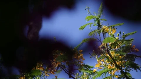 Flowers On A Tree Branch Stock Footage 104783780