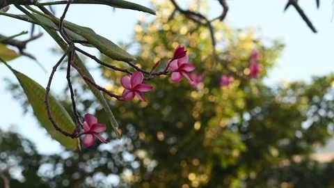 Flowers on a tree branch Stock Footage 310409592