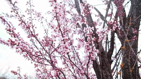Flowers on tree branches in wind. Blooming peach, apricot, apple trees. Stock Footage 185705962
