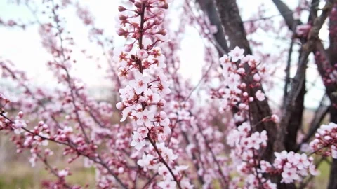 Flowers on tree branches in wind. Blooming peach, apricot, apple trees. Video stock 187779101
