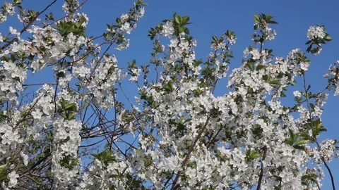 Flowers of a tree of an cherry Stock Footage 100268379