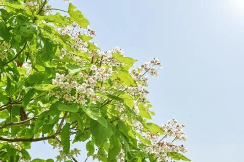 Flowers of a tree a chestnut. Stock Photos