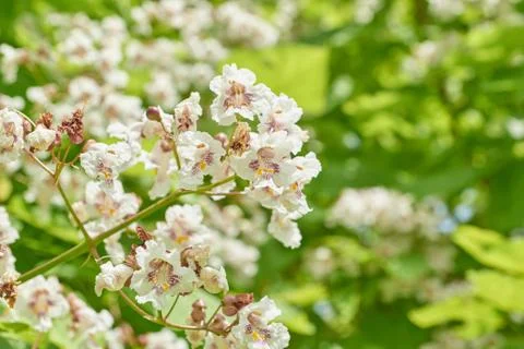 Flowers of a tree a chestnut. Stock Photos
