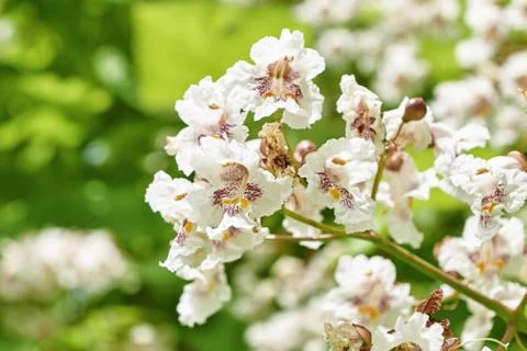 Flowers of a tree a chestnut. Stock Photos