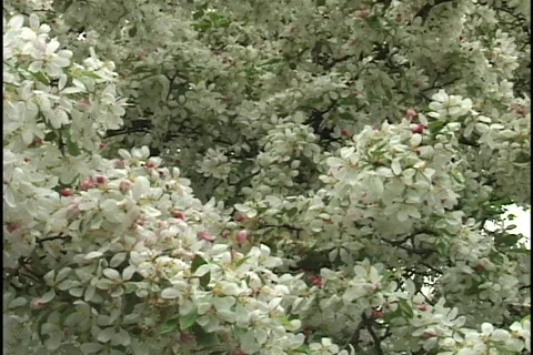 Flowers on Tree Stock Footage 297545