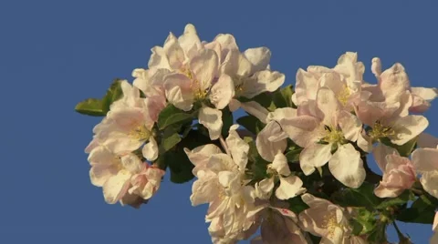 Flowers On Tree Stock-Footage 52699120
