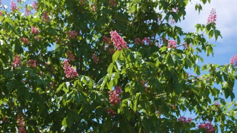 Flowers In The Tree Stock Footage 222050831
