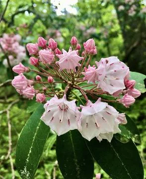Flowers on Tree in Forest Stock Photos