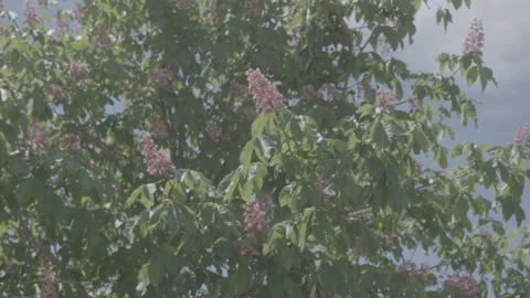 Flowers In The Tree - No LUT Version Stock Footage 222375270