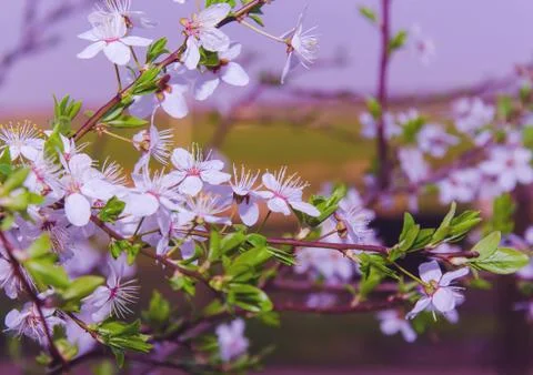 Flowers of the Tree Stock Photos