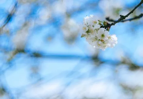 Flowers On The Tree Stock Photos