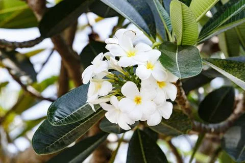  flowers on tree Stock Photos