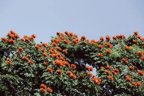 Flowers on the tree Stock Photos