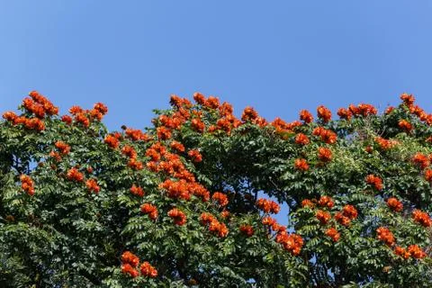 Flowers on the tree Stock Photos