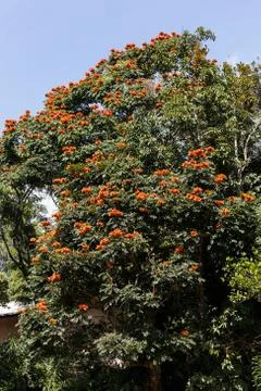 Flowers on the tree. Stock Photos