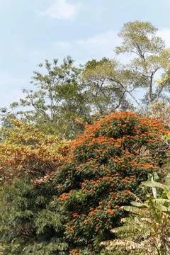 Flowers on the tree. Stock Photos