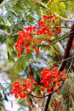 Flowers on the tree Stock Photos