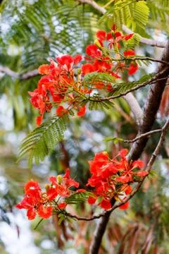 Flowers on the tree Stock Photos