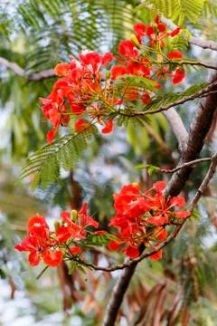 Flowers on the tree Stock Photos