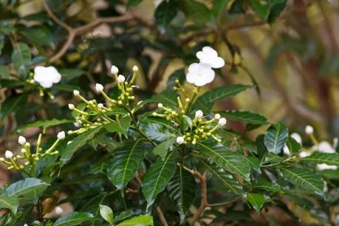 Flowers on the tree Stock Photos