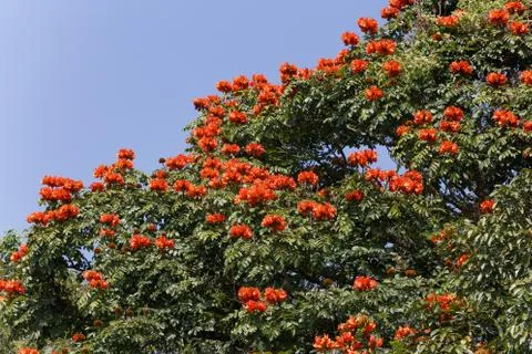 Flowers on the tree Foto stock