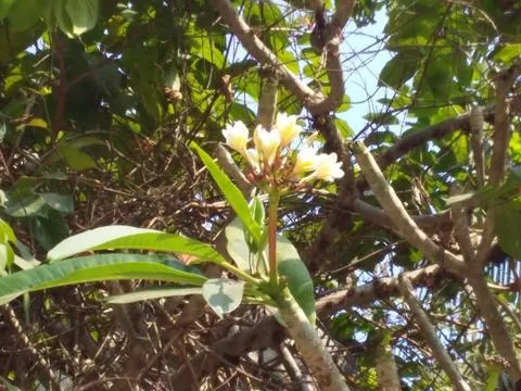 Flowers on a tree Stock Photos