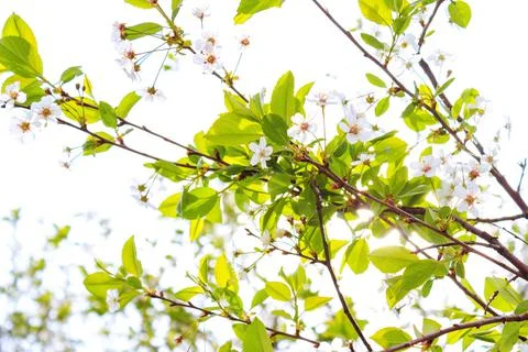 Flowers on a tree Stock Photos