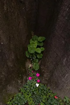 Flowers in a tree Stock Photos