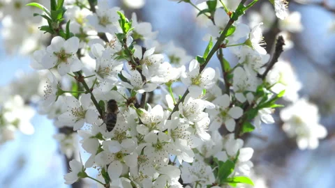 Flowers of a tree Plums Video stock 103940449