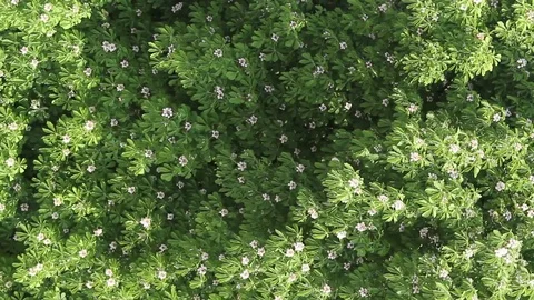 Flowers on a tree shot from above Stock-Footage 77156574