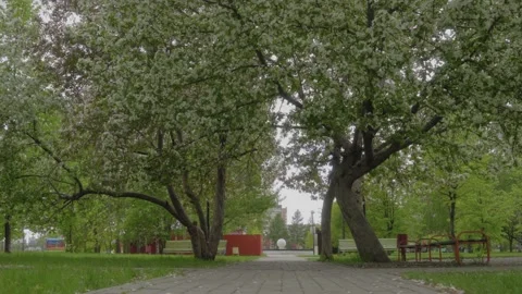 Flowers tree spring Park square greenery blooming garden general plan Stock Footage 130502749