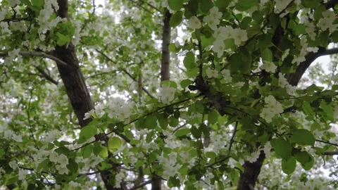 Flowers tree spring Park square greenery blooming garden sun ray medium plan Stock Footage 130502779