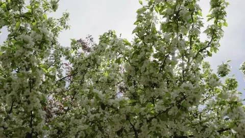 Flowers tree spring Park square greenery blooming garden sun ray medium plan Stock Footage 130502811