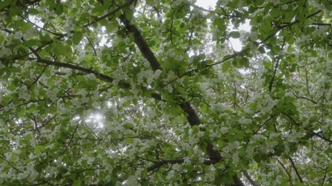 Flowers tree spring Park square greenery blooming garden sun ray Stock Footage 130503080