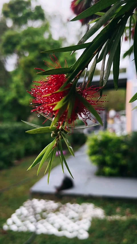 Flowers in tree, tree with buttlebrush, vibrant buttlebrush blooms, Stock Footage 309490174