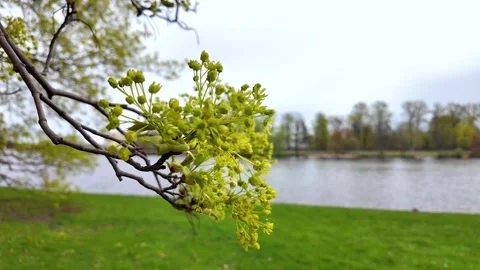 Flowers on trees in the middle of spring. Slowmotion Stock Footage 338128053