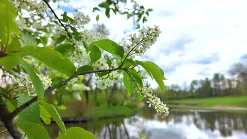 Flowers on trees in the middle of spring. Slowmotion Stock Footage 338128074